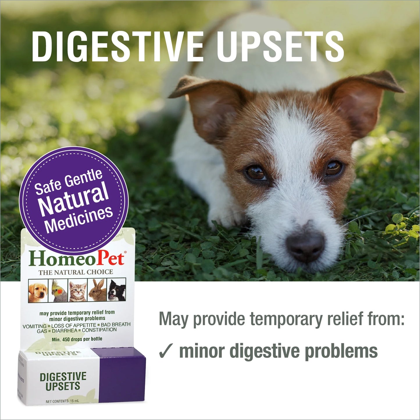 Digestive Upsets Digestive Health Supplement Solution for Pets, 15-Milliliter Bottle